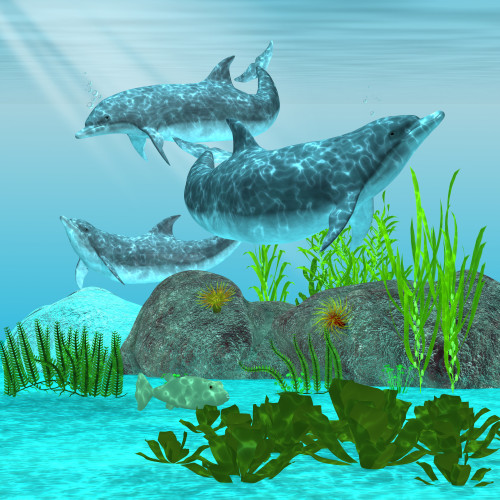 Three playful dolphins swim around a reef area looking for fish to eat Poster Print - Item # VARPSTCFR300074U