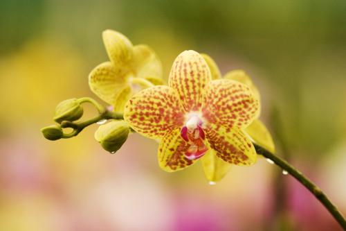 Hawaii, Close-Up Of Yellow Spotted Orchids With Dewdrops PosterPrint - Item # VARDPI1995559