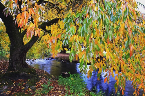 Portland, Oregon, United States Of America; Autumn Colors Along Johnson Creek At Westmorland Park PosterPrint - Item # VARDPI1871953