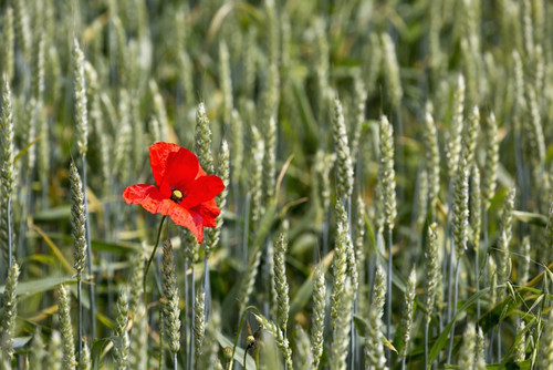 Close up of red poppy in a green wheat field; Brehec, Brittany, France PosterPrint - Item # VARDPI12282586