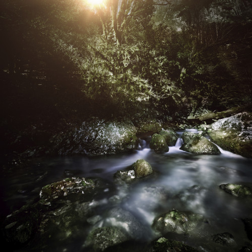 A river in a forest at sunset, Ritsa Nature Reserve, Abkhazia, Georgia. Poster Print - Item # VARPSTEVK200178S