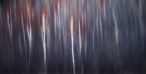Abstract trees with motion blur; Alberta, Canada PosterPrint - Item # VARDPI12290189