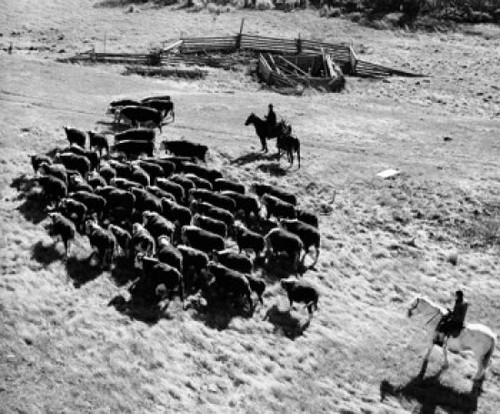 High angle view of two people herding in a field Poster Print - Item # VARSAL9901650