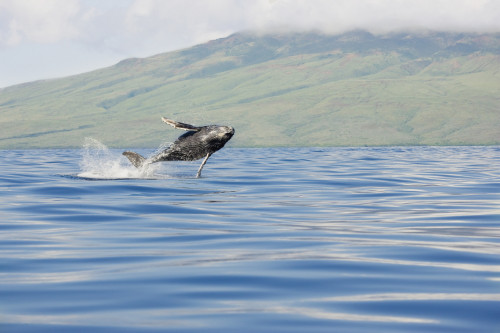 Hawaii, Maui, Humpback Whale Breaching With Island In The Background. PosterPrint - Item # VARDPI1976029