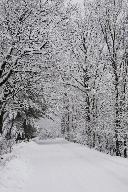 A snow covered road lined with leafless trees in winter; Brome Lake, Quebec, Canada PosterPrint - Item # VARDPI12271008