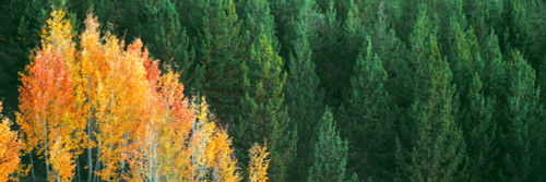 http://c328301.r1.cf1.rackcdn.com/PPI161329S.jpg