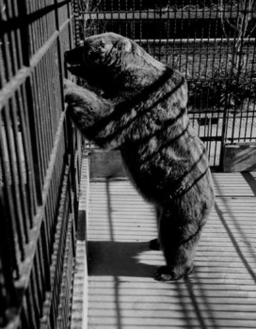 USA  New Orleans  Kodiak Brown Bear in zoo Poster Print - Item # VARSAL255420665