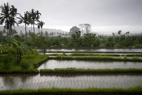Rice Fields In Bali, Indonesia PosterPrint - Item # VARDPI1846555