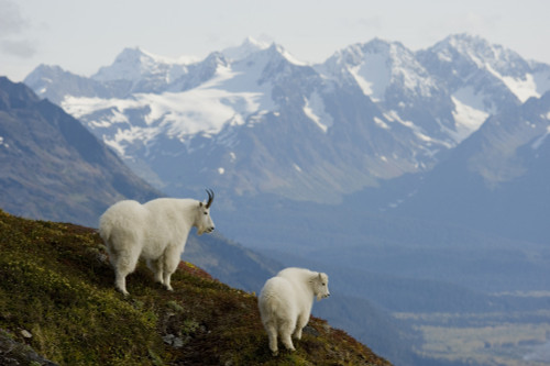 A Nanny & Kid Mountain Goat Stand On A Ridge With The Scenic Kenai Mountains In The Background During Autumn, Kenai Peninsula, Southcentral Alaska PosterPrint - Item # VARDPI2173999