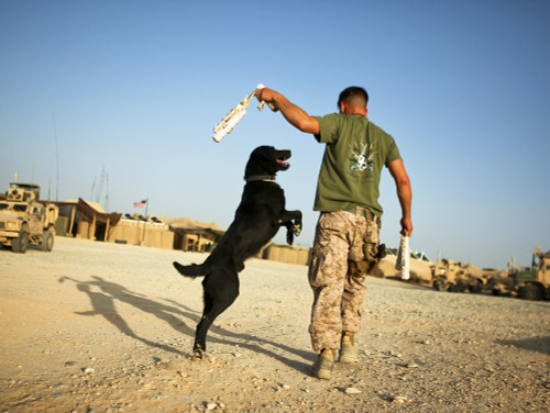 A military working dog handler conducts physical training with an explosives detection dog at Patrol Base Boldak, Helmand province, Afghanistan Poster Print - Item # VARPSTSTK105424M