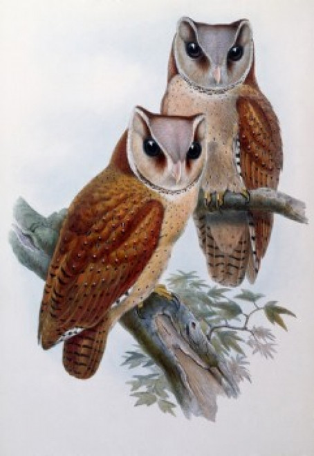 Bay Owl by John Gould  Poster Print - Item # VARSAL900139679