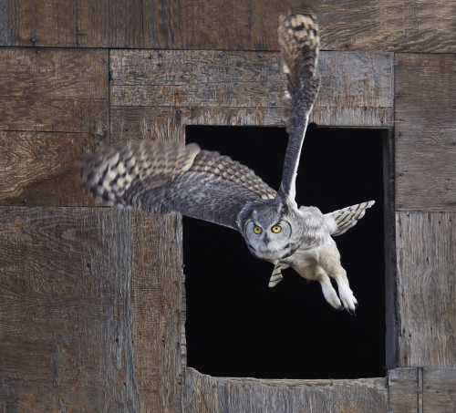 Great Horned Owl Flying Out Of An Old Barn Window; Saskatchewan Canada PosterPrint - Item # VARDPI2091999