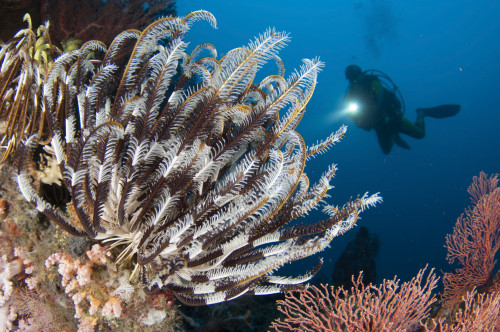 Colorful crinoids and soft corals adorn a reef in Raja Ampat, West Papua, Indonesia Poster Print - Item # VARPSTSJN400483U