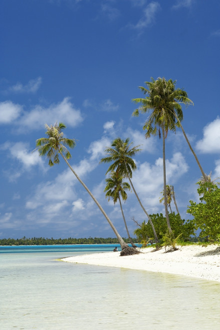 French Polynesia, Tahiti, Lagoon Beach With Palms Trees and Blue Sky; Maupiti PosterPrint - Item # VARDPI1977235