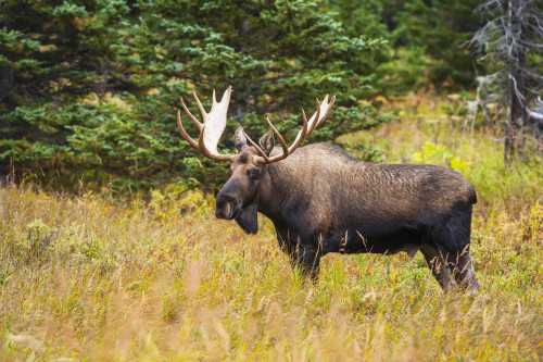 Large bull moose in rut emerges from a stand of trees at Powerline Pass in the Chugach State Park, near Anchorage, Southcentral Alaska PosterPrint - Item # VARDPI12256388
