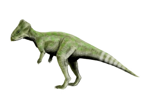 Graciliceratops dinosaur, white background Poster Print - Item # VARPSTNBT600109P