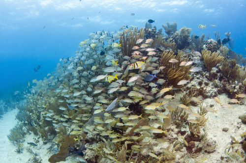 Schools of Grunts, Snappers, Tangs, and Porkfish hang tight against a Caribbean reef Poster Print - Item # VARPSTKWD400060U