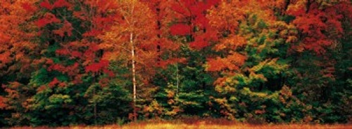 Fall Maple Trees Poster Print by Panoramic Images (38 x 14) - Item # PPI59656
