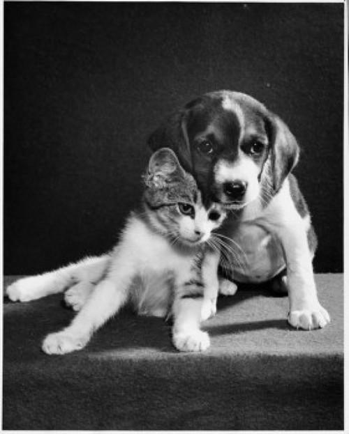 Puppy and kitten together Poster Print - Item # VARSAL25517785