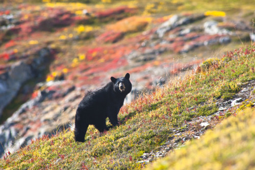 A Black Bear Foraging For Berries On The Tundra Near The Harding Icefield Trail At Exit Glacier, Kenai Fjords National Park, Autumn PosterPrint - Item # VARDPI2167441