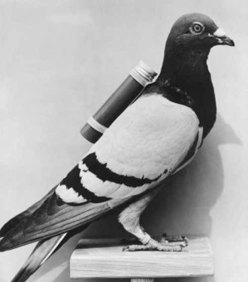 Side profile of a homing pigeon Poster Print - Item # VARSAL990889