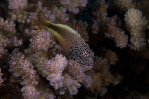 Freakled hawkfish sits on some Acropora coral on a Fijian reef Poster Print - Item # VARPSTTMO400531U