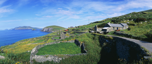 Cattle On The Road, Slea Head, Dingle Peninsula, Republic Of Ireland PosterPrint - Item # VARDPI1798832