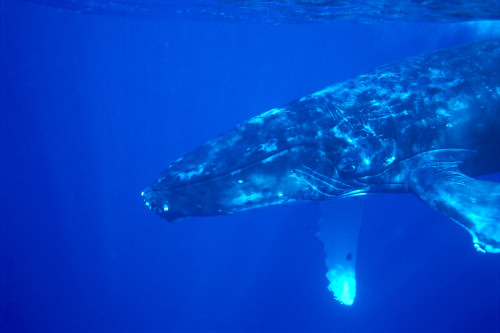 Hawaii, Close-Up Side View Of Humpback Whale (Megaptera Novaeangliae) Underwater PosterPrint - Item # VARDPI2002041