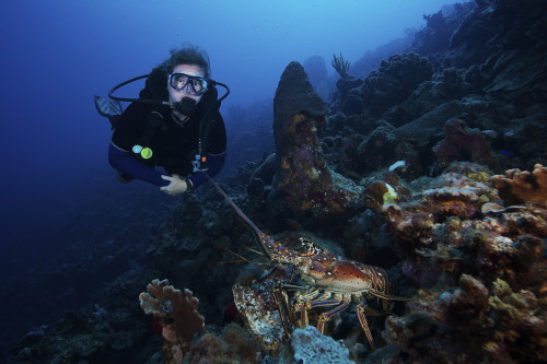 Scuba diver and a common spiny lobster, Bonaire, Caribbean Netherlands Poster Print - Item # VARPSTTMO400171U