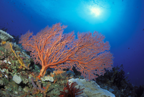 Papua New Guinea, Milne Bay, Orange Sea Fan (Order Gorgonacea) With Sunburst PosterPrint - Item # VARDPI1990367