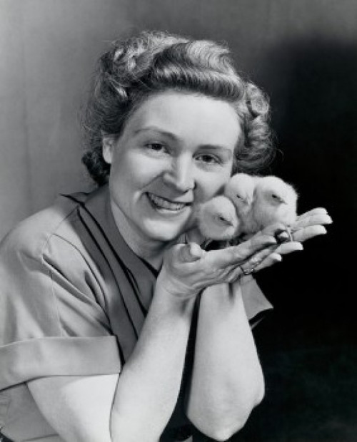 Portrait of a young woman holding three baby chicks in her palm Poster Print - Item # VARSAL25529721 Portrait of a young woman holding three baby chicks in her palm Poster Print - Item # VARSAL25529721