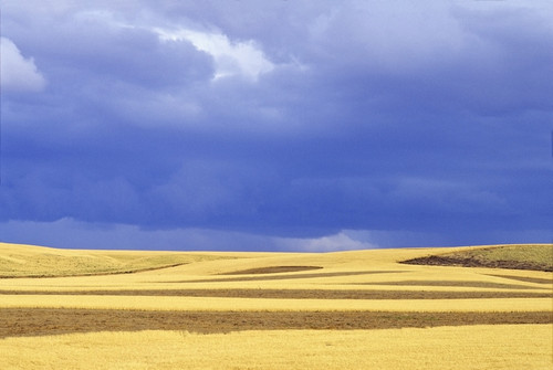 Wheat Fields Near Hermiston, Oregon, Usa PosterPrint - Item # VARDPI1840218