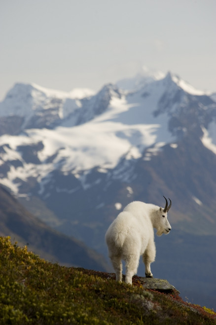 A Mountain Goat Stands On A Ridge With The Scenic Kenai Mountains In The Background During Autumn, Kenai Peninsula, Southcentral Alaska PosterPrint - Item # VARDPI2100528