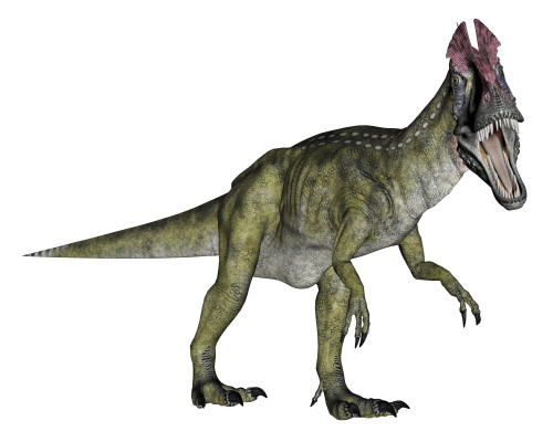 Cryolophosaurus dinosaur, white background Poster Print - Item # VARPSTEDV600180P