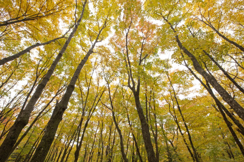 Fall Foliage On The Trees; Thunder Bay, Ontario, Canada PosterPrint - Item # VARDPI2068768