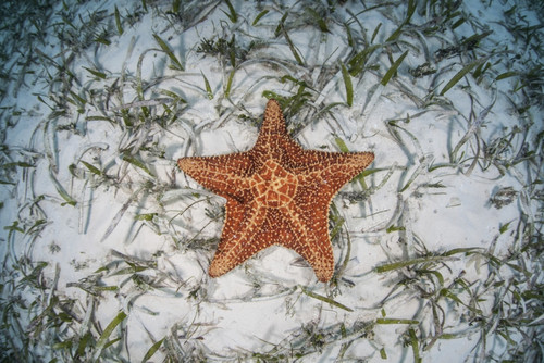 A West Indian starfish on the seafloor in Turneffe Atoll, Belize Poster Print