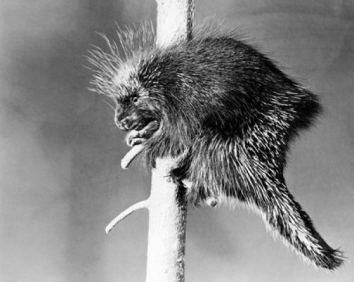 Porcupine perching on a branch Poster Print