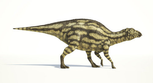 Maiasaura dinosaur on white background with drop shadow Poster Print