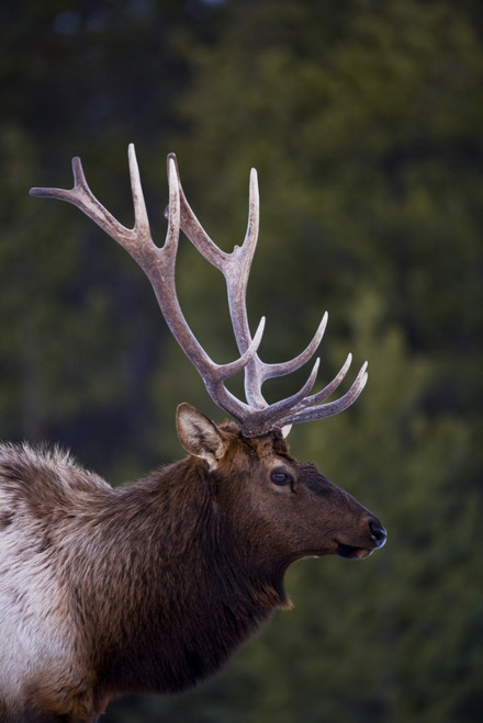 Male Elk (Cervus Canadensis) PosterPrint