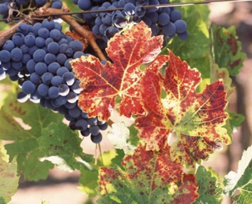Cabernet sauvignon grapes in vineyard  Wine Country  California  USA Poster Print by Panoramic Images (36 x 30) - Item # PPI148423
