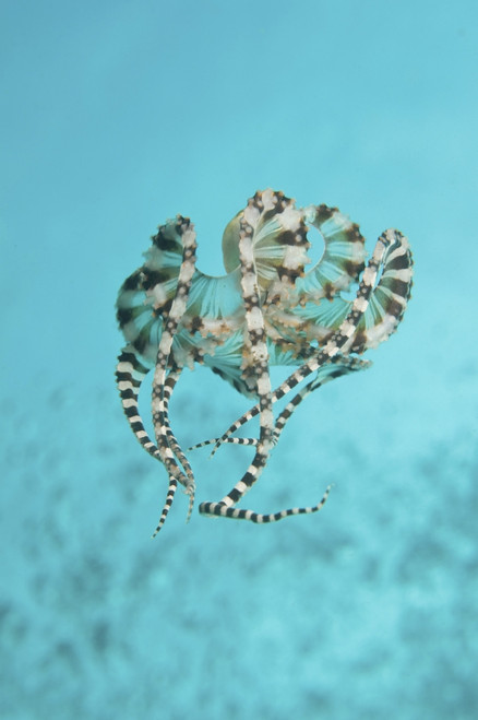 Mimic octopus parachuting down, Lembeh Strait, North Sulawesi, Indonesia Poster Print - Item # VARPSTMME400116U