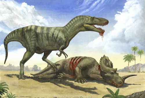 A Gorgosaurus libratus stands over the dead body of a Centrosaurus Poster Print - Item # VARPSTSKR100112P