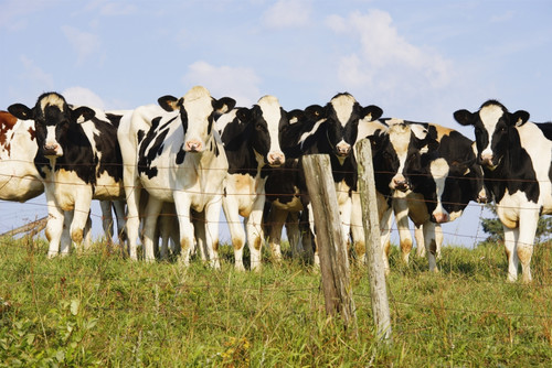 View Of Cows, Bas-Saint-Laurent Region, Quebec, Canada PosterPrint - Item # VARDPI2065284