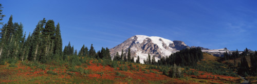 Mt Rainier, Mt Rainier National Park, Washington State, USA Poster Print - Item # VARPPI74205