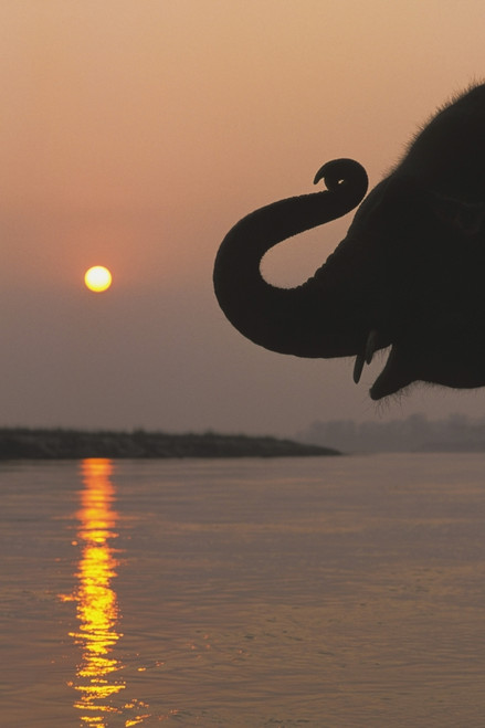 Elephant, Chitwan National Park, Nepal PosterPrint - Item # VARDPI1868158