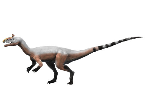 Cryolophosaurus dinosaur, white background Poster Print - Item # VARPSTNBT600089P