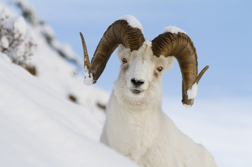 Close Up Of A Full-Curl Ram Dall Sheep Standing On A Steep Slope In Deep Snow, Chugach Mountains, Southcentral Alaska, Winter PosterPrint - Item # VARDPI2150340