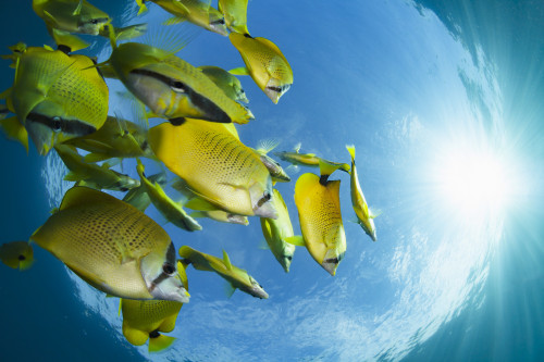 Schooling milletseed butterflyfish (Chaetodon miliaris), endemic; Hawaii, United States of America PosterPrint - Item # VARDPI12288521