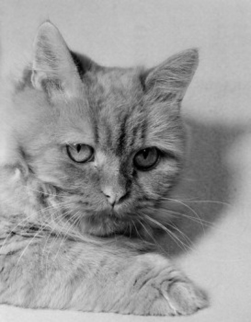 Portrait of cat Poster Print - Item # VARSAL255423431