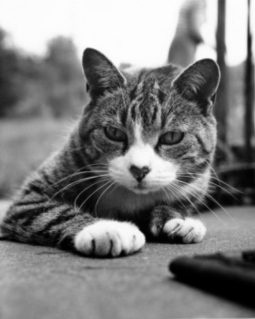 Cat lying down Poster Print